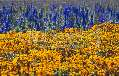 Flower Farm