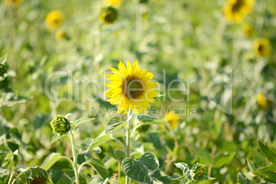 background picture of a sunflower field