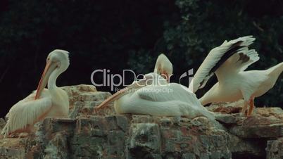Group of Pelicans Preening Feathers