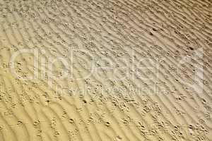 bird tracks in the sand