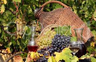 vineyard red and white wine