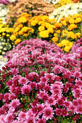chrysanthemum flower autumn scene
