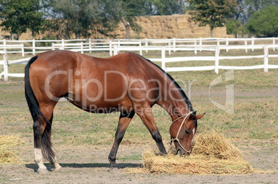 horse eating hay