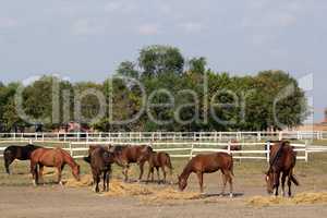herd of horses in corral