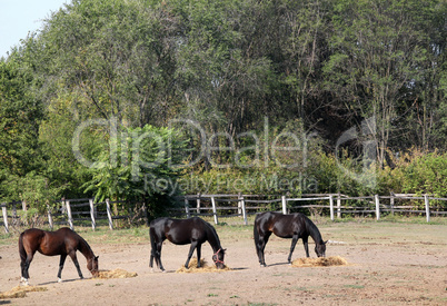 horses eating hay