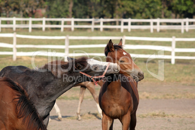 two foals playing