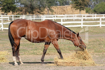 brown horse eat hay