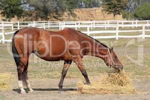 brown horse eat hay