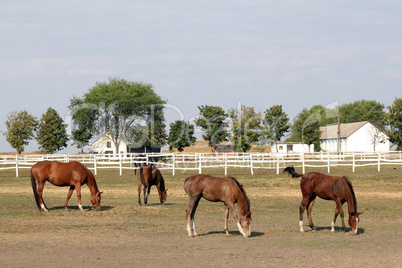 horse farm with horses and foals