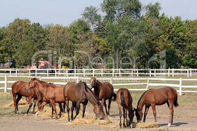 horses eating hay farm scene