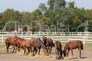 horses eating hay farm scene