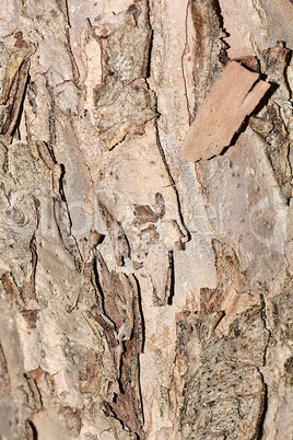 texture of bark wood use as natural background