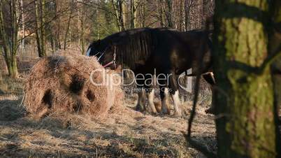 Horses grazing in a meadow. Shire