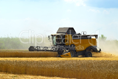 Kombain collects on the wheat crop. Agricultural machinery in the field.