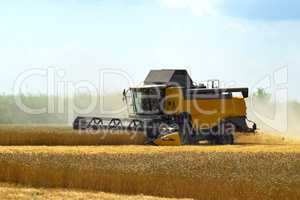 Kombain collects on the wheat crop. Agricultural machinery in the field.