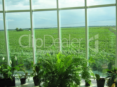 office window with a view of agricultural field