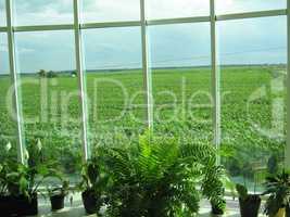 office window with a view of agricultural field