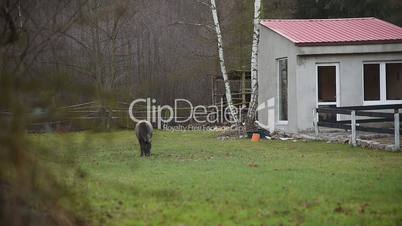 Horses on the farm