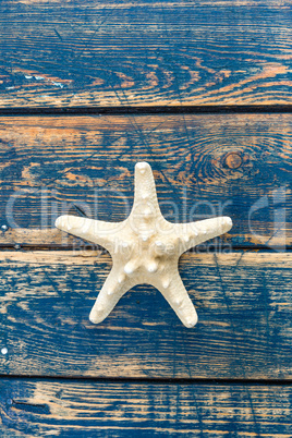 starfish