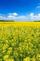 Rapeseed field