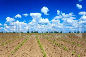 Corn field