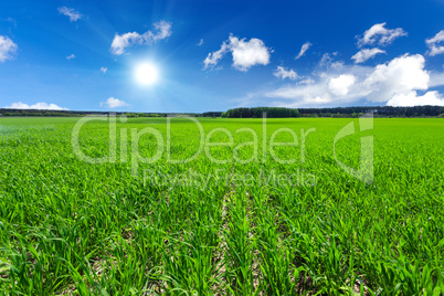 Green field and blue sky