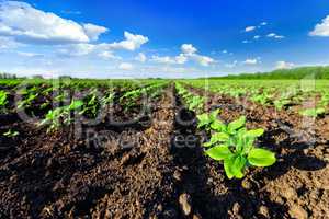 Sunflower field