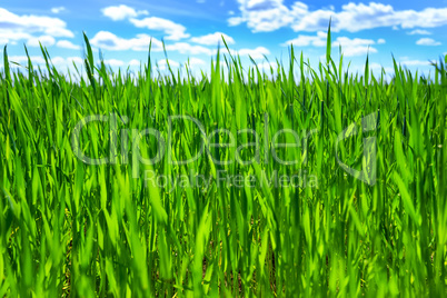 Grass and blue sky