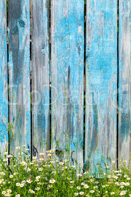 Chamomile flowers on a background of wooden fence