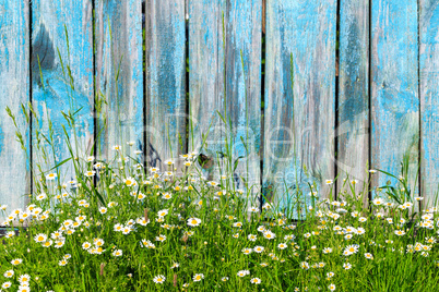 Chamomile flowers on a background of wooden fence