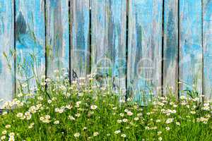 Chamomile flowers on a background of wooden fence