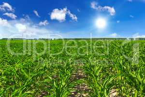 Corn field