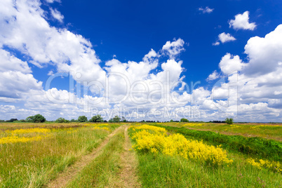 Summer landscape