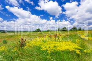 Summer landscape