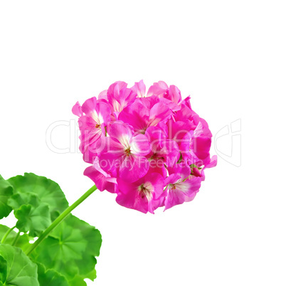 Geranium pink with leaves