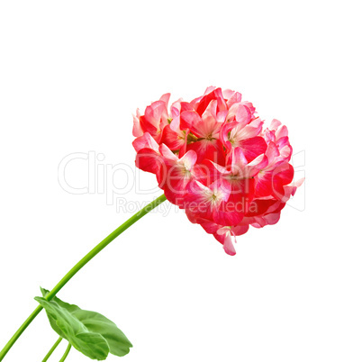 Geranium red and white leaves