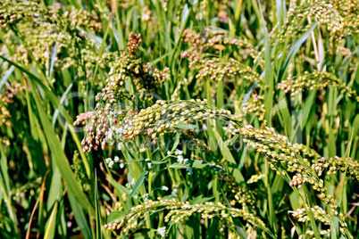 Millet stalks green of field