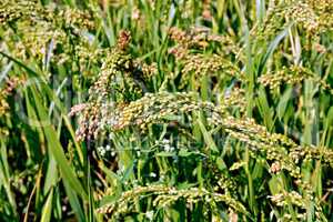 Millet stalks green of field