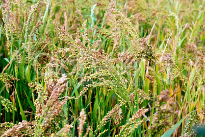 Millet unripe ears in the field