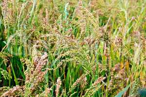 Millet unripe ears in the field