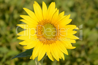 background picture of a sunflower field