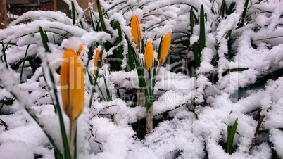 Frühling