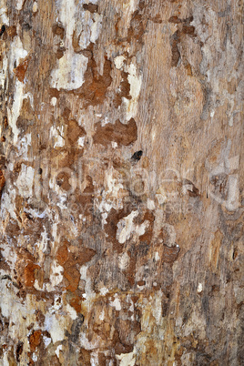 Wood Tree Texture Background Pattern