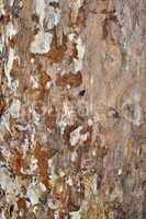 Wood Tree Texture Background Pattern