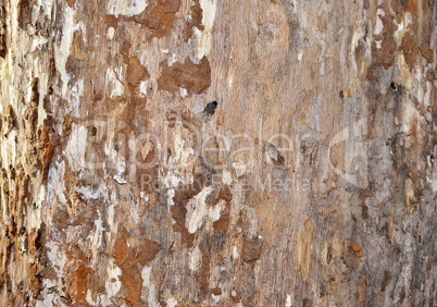 Wood Tree Texture Background Pattern