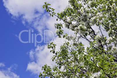 Flowering trees in autumn garden on a sunny day