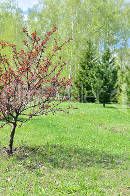 Flowering trees in autumn garden on a sunny day