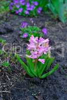 Blooming pink hyacinth in the garden on a bed spring