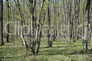 Wald im Frühling