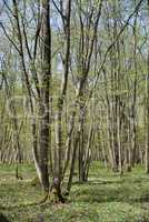 Wald im Frühling